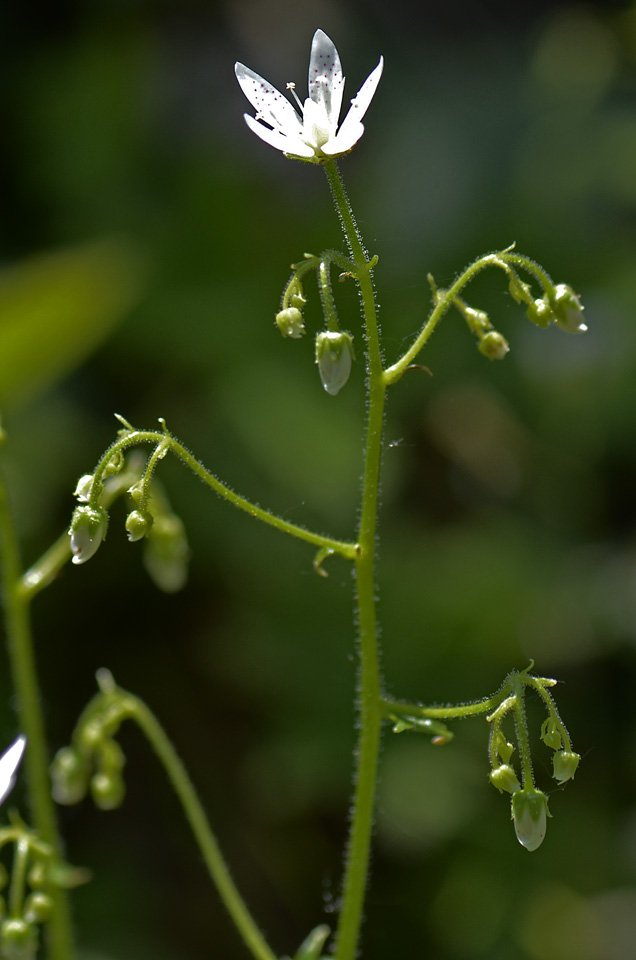 Saxifraga rotundifolia / Saxifraga a foglie rotonde